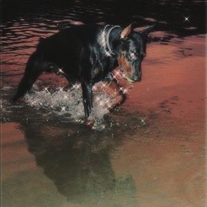 Meet your Posher, Alexander